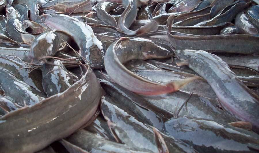 Catfish Farming