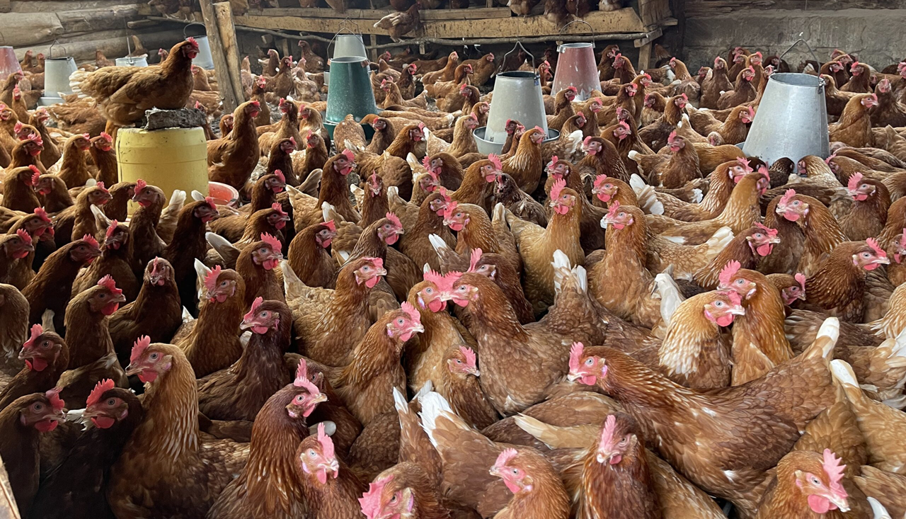 Poultry Farming